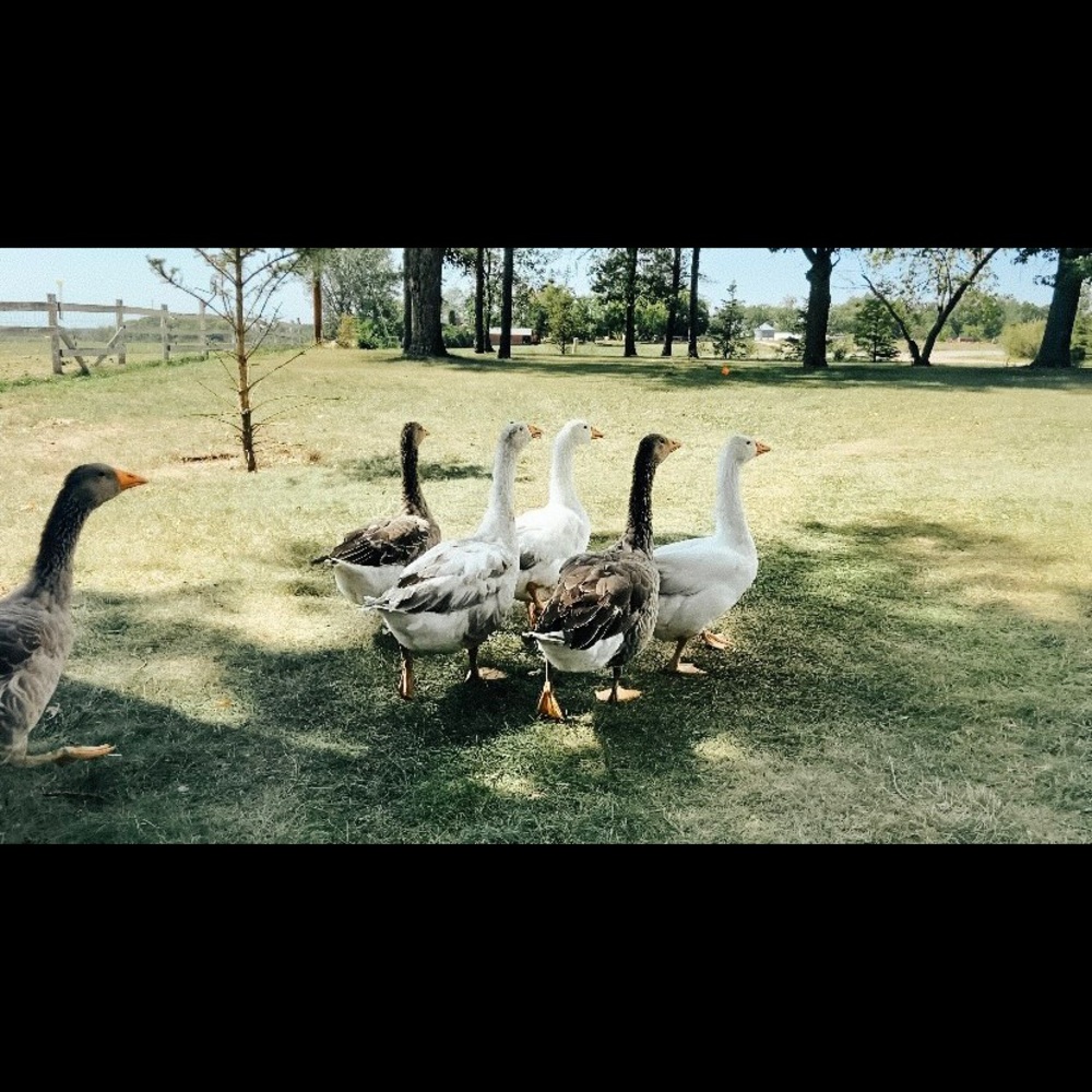 Meet your Posher, Kripa